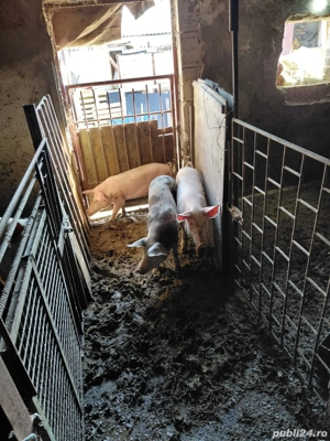 vand trei grasuni  - imagine 3