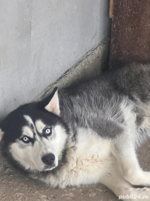 vand caine husky - imagine 2