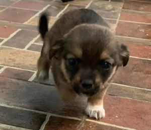 Catei de vanzare  - imagine 4