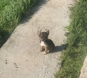 Catei de vanzare - imagine 2