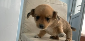 Catei de vanzare  - imagine 5