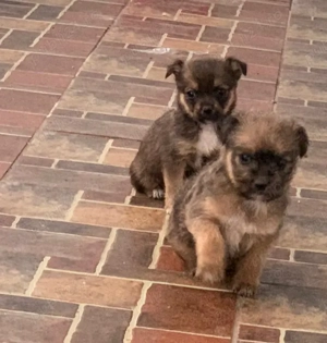 Catei de vanzare - imagine 5