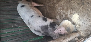 Vând porci - imagine 2