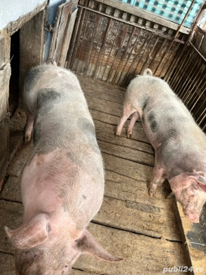 Porc de vânzare pentru sacrificat  - imagine 2
