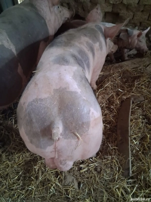 Vier petrean 80 kg - imagine 5