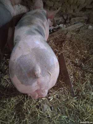 Vier petrean 80 kg - imagine 2