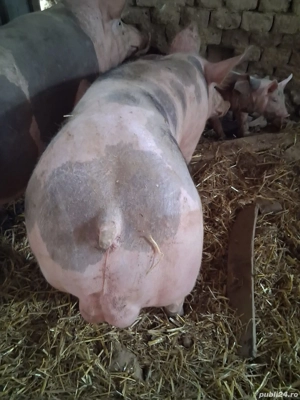 Vier petrean 80 kg - imagine 3