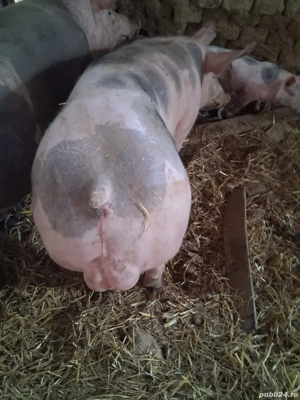 Vier petrean 80 kg - imagine 4