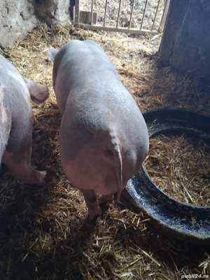 Vier petrean 50 kg - imagine 2