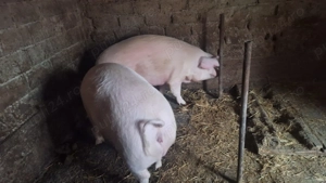 Vand porc rasa carne