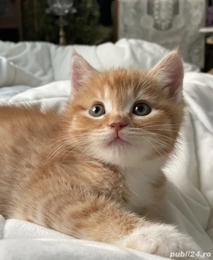 British Orange  - imagine 2