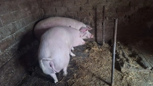 Vand porc rasa carne - imagine 2