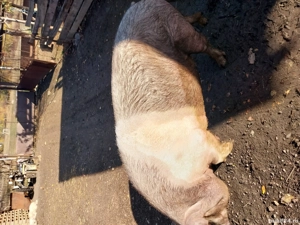 Porci de vânzare mai multe detalii la telefon  - imagine 2