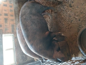 Porci de vânzare mai multe detalii la telefon  - imagine 4