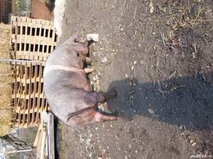 Porci de vânzare mai multe detalii la telefon  - imagine 3
