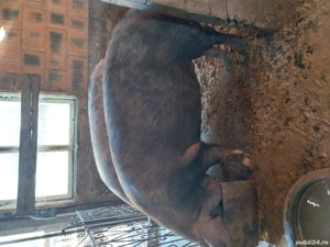 Porci de vânzare mai multe detalii la telefon  - imagine 5