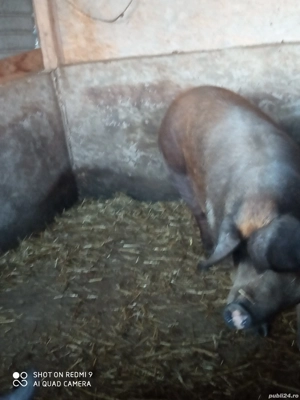 vand purcea de sacrificare  - imagine 3