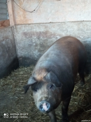 vand purcea de sacrificare  - imagine 4