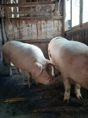 Vând porc marele alb - imagine 4