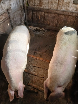 Vând porc marele alb - imagine 3