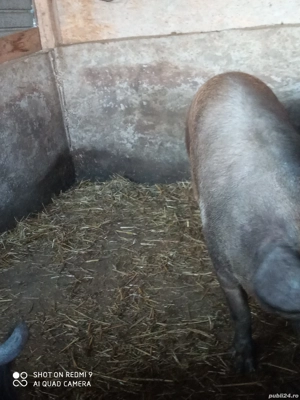 vand purcea de sacrificare  - imagine 5