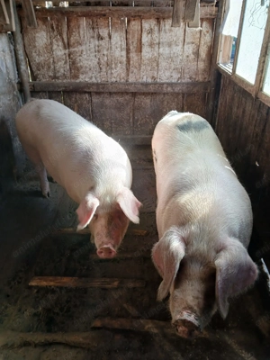 Vând porc marele alb - imagine 2