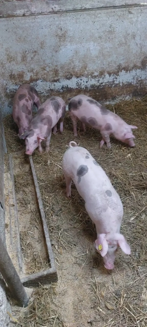 Vand purcei 13 săptămâni 