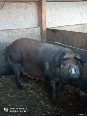 vand purcea de sacrificare  - imagine 2