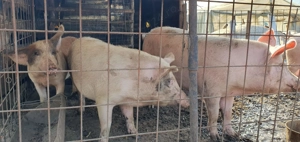 Porci de vinzare - imagine 2