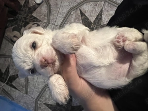 O fetiță disponibilă în Iași  - imagine 2