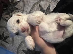 O fetiță disponibilă în Iași 