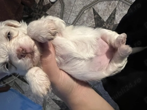 2 fete preț 500 de lei puiul 