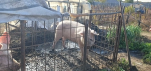 Porci de vinzare - imagine 3