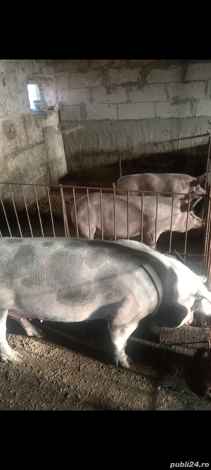 Porci pt Crăciun 110  si 200+ kg - imagine 2