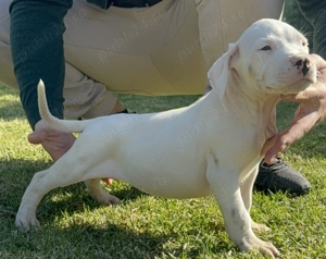Dog Argentinian cu Pedigree
