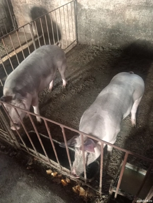 Porci pt Crăciun 110  si 200+ kg - imagine 3