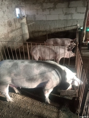Porci pt Crăciun 110  si 200+ kg - imagine 4