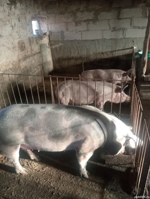 Porci pt Crăciun 110  si 200+ kg - imagine 5