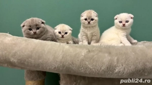 Puisori Scotthis Fold