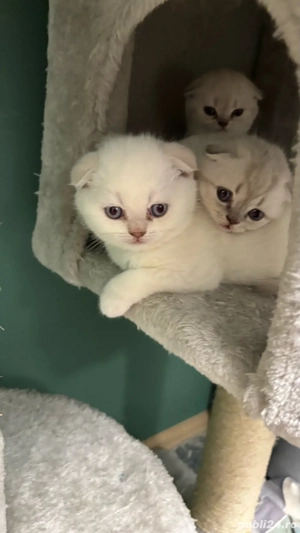 Puisori Scotthis Fold - imagine 3