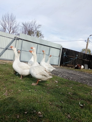 Gâște și rațe de vânzare 