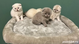 Puisori Scotthis Fold - imagine 2