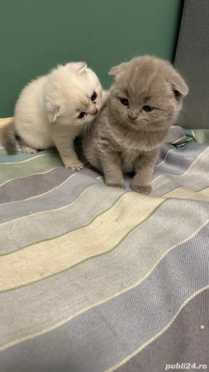 Puisori Scotthis Fold - imagine 4