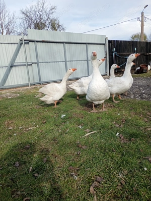 Gâște și rațe de vânzare  - imagine 4