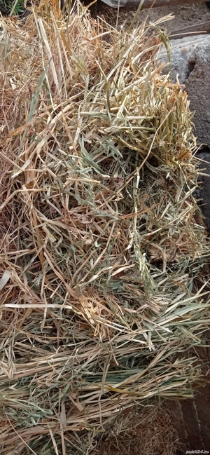 Baloți neplouați de vânzare iarbă şi ovăz fân  - imagine 4