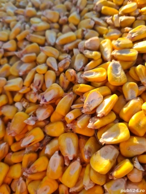 porumb boabe 1 leu kg.   producție 2025