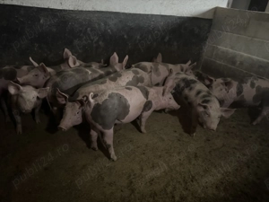 Porci de carne  - imagine 3