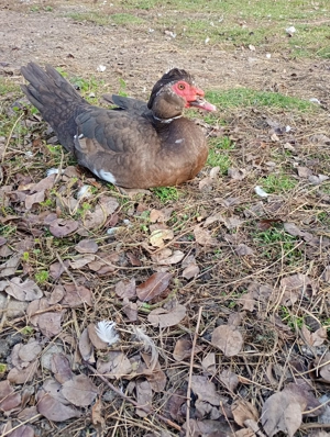 Gâște și rațe de vânzare  - imagine 5