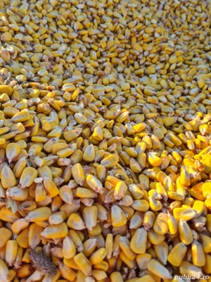 porumb boabe 1 leu kg.   producție 2025 - imagine 2