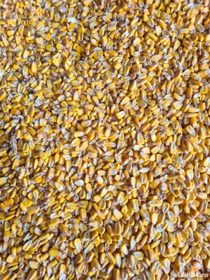 porumb boabe 1 leu kg.   producție 2025 - imagine 3